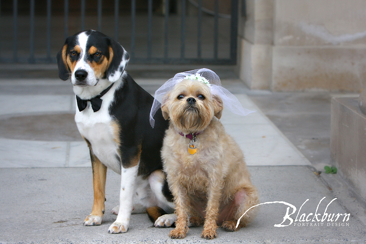 Animal Wedding Photo Saratoga NY Wedding Photographer