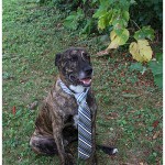 Dog in wedding photos