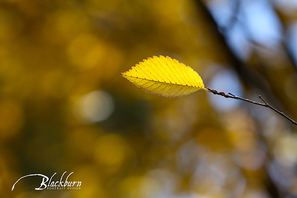 Wishbones and Gratitude | Saratoga Photographer
