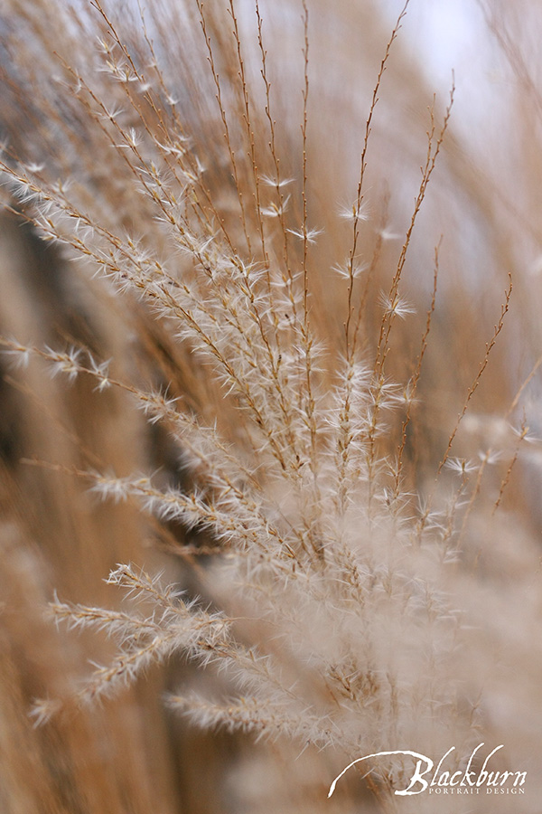 Photographer Susan Blackburn