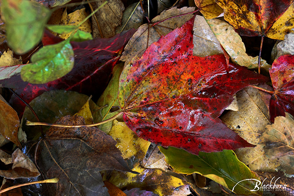 Saratoga Fine Art Photography