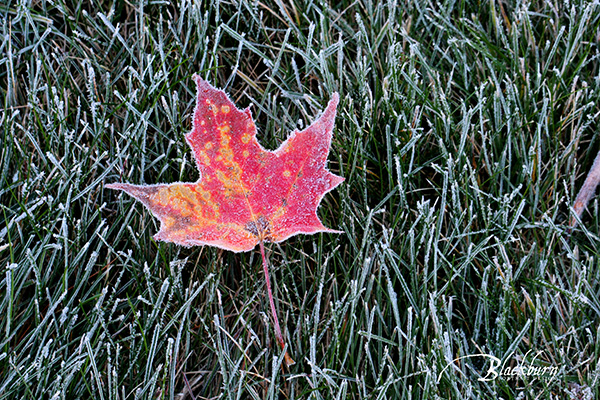 Frost Fine Art Photos